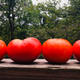 Maters!!! I took this photo.